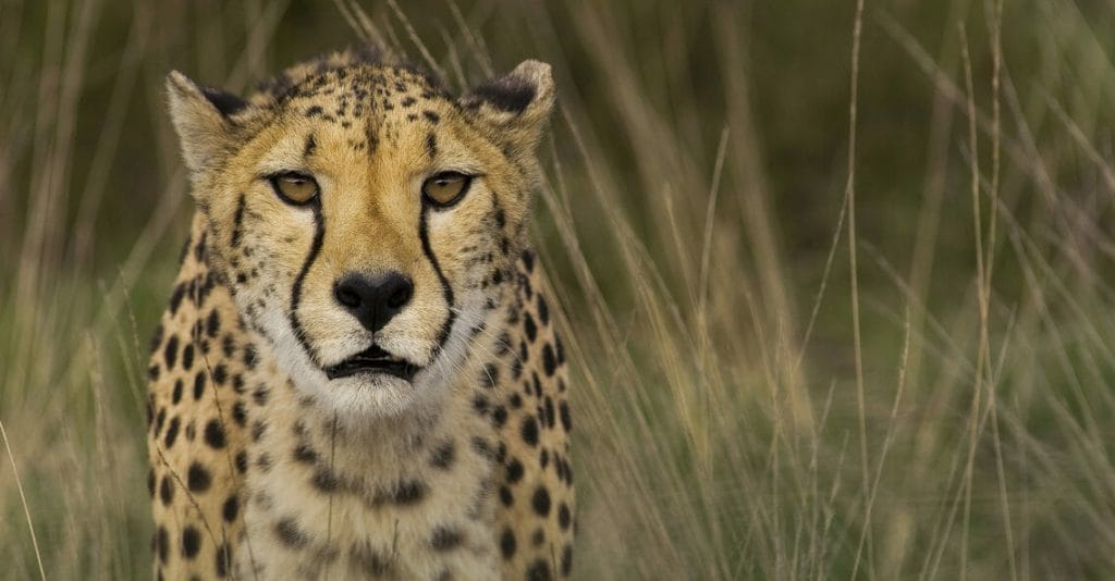 What does SPOTIO mean anyway?